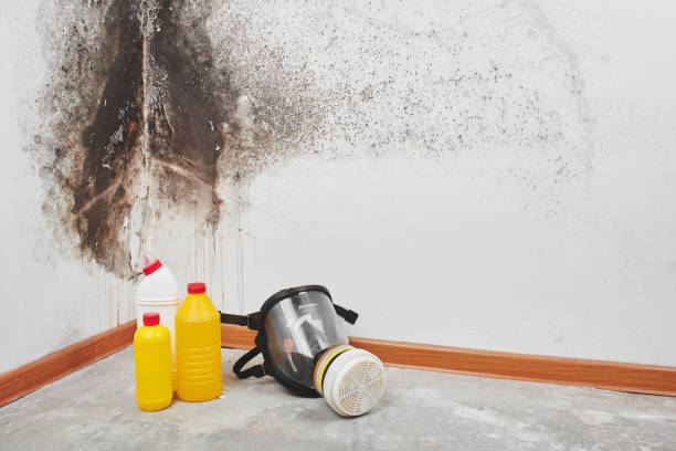 Best Emergency Mold Removal  in Madrid, IA