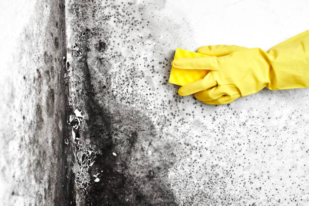 Professional Mold Removal in Madrid, IA