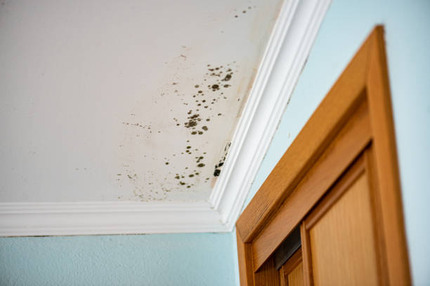 Best Mold Damage Repair  in Madrid, IA
