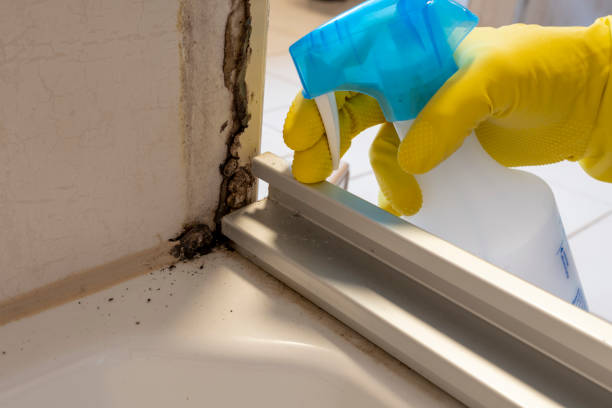 Best Mold Removal Process  in Madrid, IA