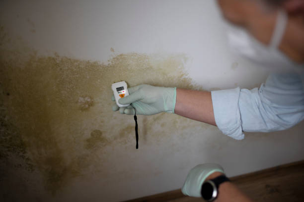 Best Mold Remediation  in Madrid, IA