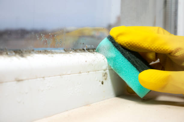 Best Office Mold Removal Services  in Madrid, IA