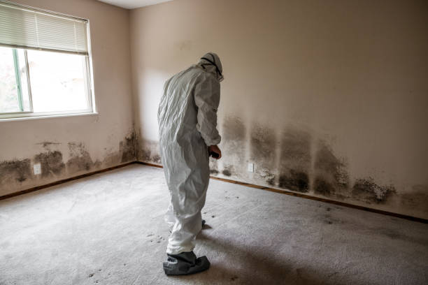 Best Local Mold Removal Service  in Madrid, IA