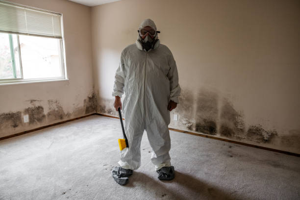 Best Fast Mold Removal  in Madrid, IA