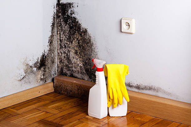 Best Fast Mold Removal  in Madrid, IA
