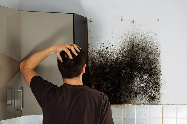 Certified Mold Removal in Madrid, IA