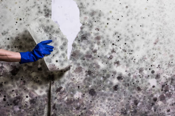 Best Mold Testing  in Madrid, IA