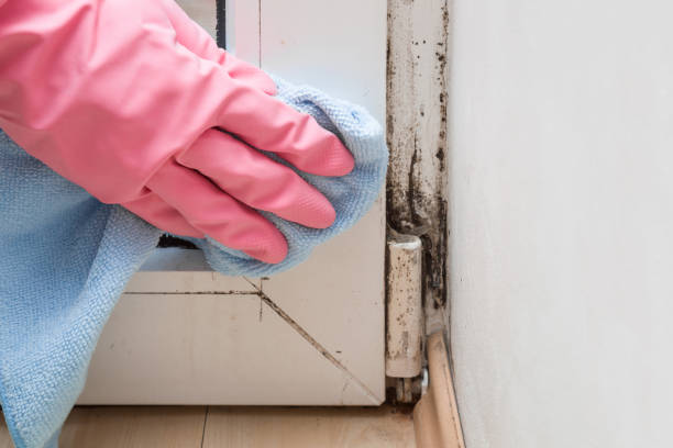 Best Certified Mold Removal  in Madrid, IA