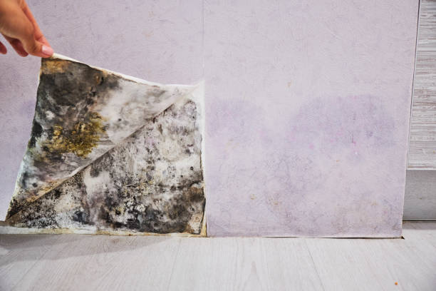 Water Damage Restoration in Madrid, IA